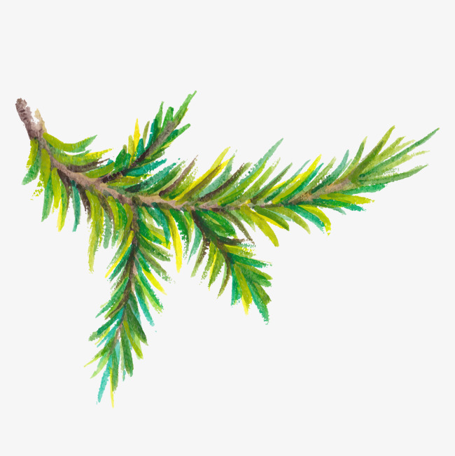 650x651 Pine Tree Png, Vectors, Psd, And Clipart For Free Download Pngtree