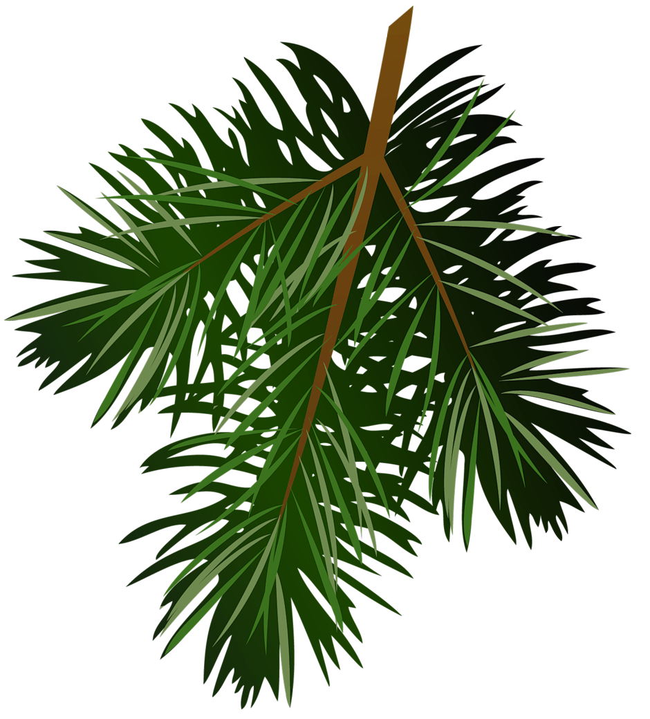 940x1040 Transparent Pine Branch Png Pictureu200b Gallery Yopriceville