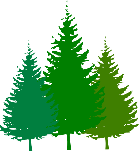 552x601 Pine Forest Clipart