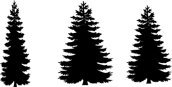 600x304 Image Result For Tall Pine Tree Silhouette Trees