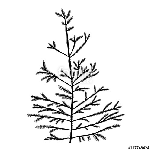 500x500 Pine Tree Isolated On White Background, Silhouette Woods And Fir