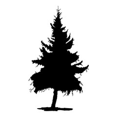 240x240 Hand Drawn Fir Tree Vector Illustration. Silhouette Of Black Pine