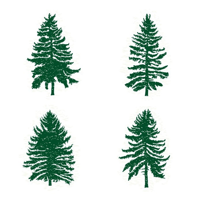 700x700 Set Of Different Silhouettes Of Green Pine Trees, Vector