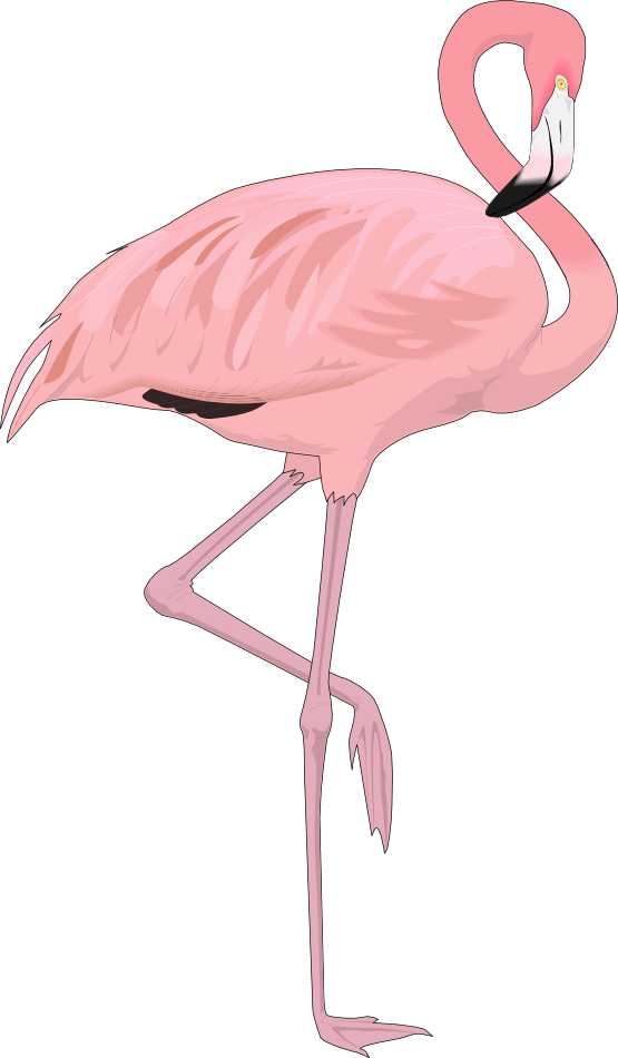 555x950 Clipart Flamingo