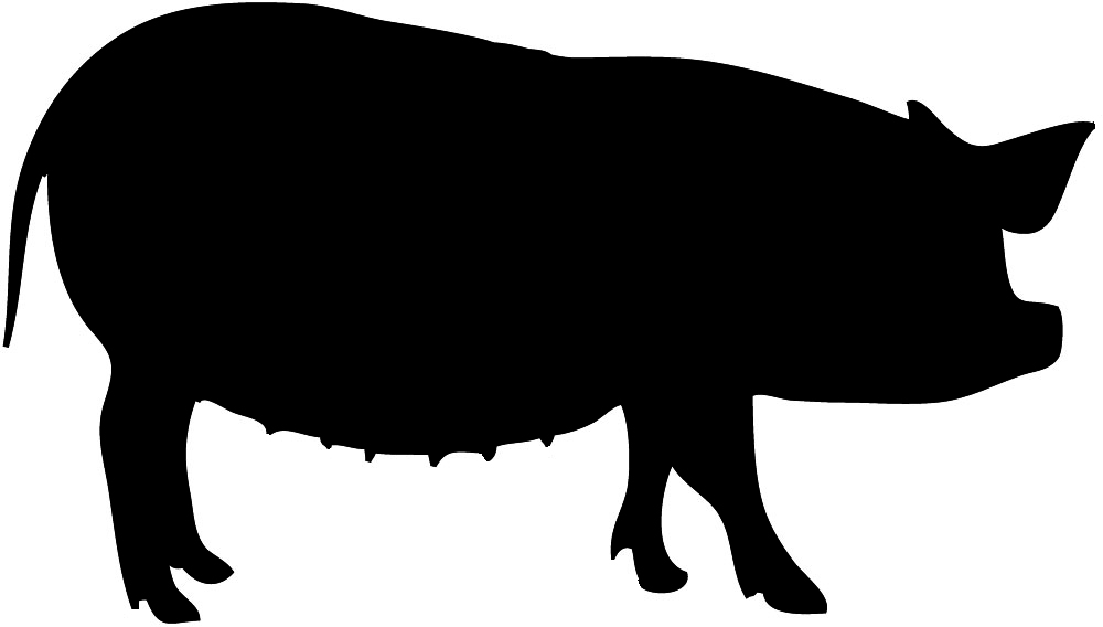 1000x568 Silhouette Of A Pig