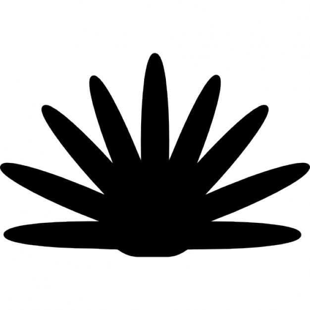 626x626 Agave Plant Silhouette Of Mexico Icons Free Download