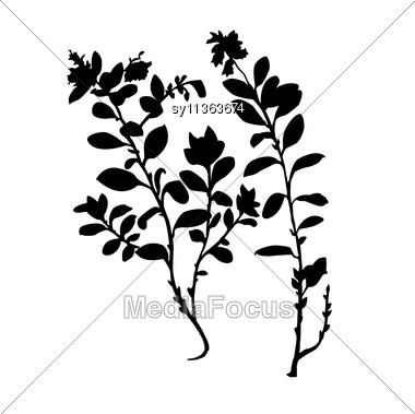 380x379 Silhouette Of The Plant Of The Cowberry
