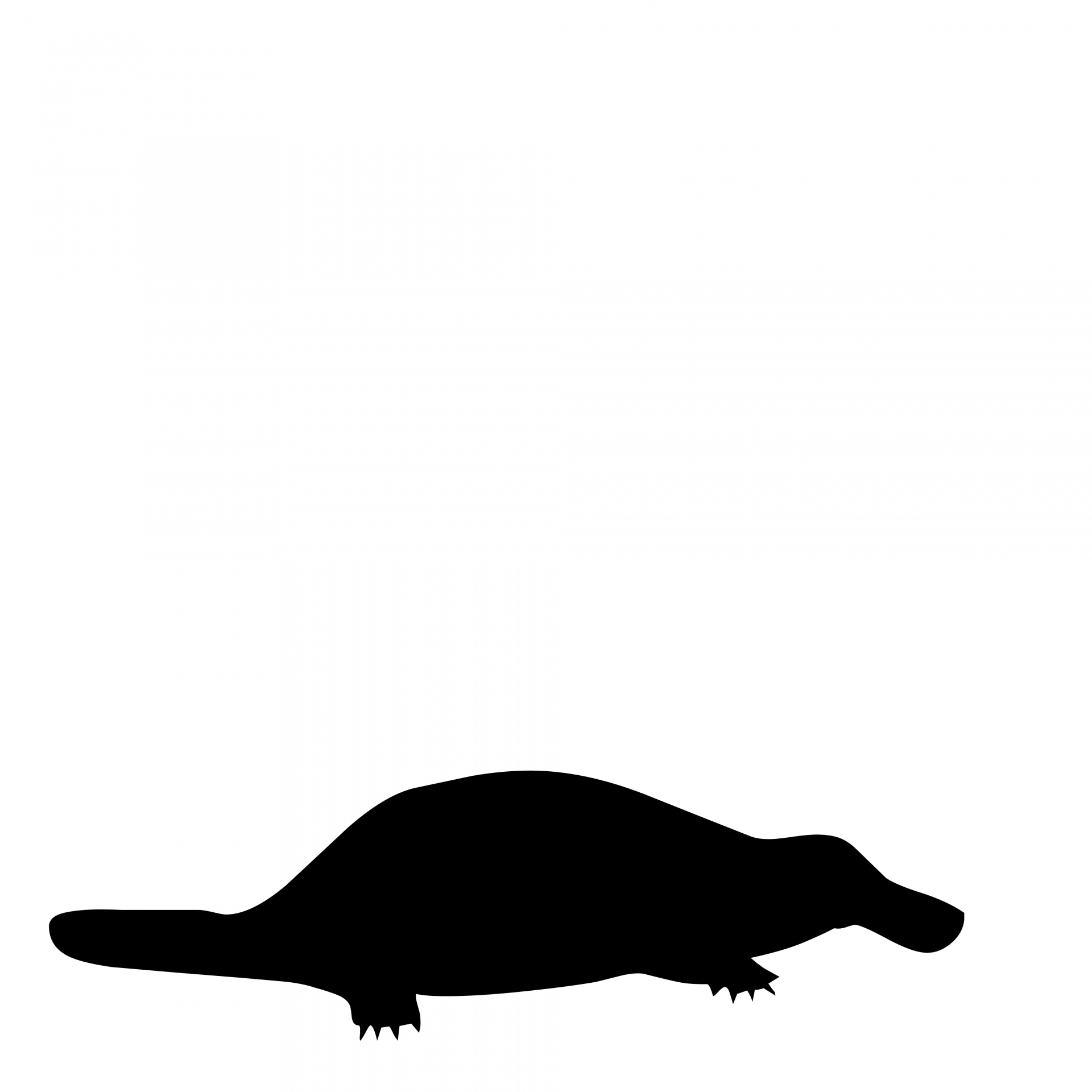 1920x1920 Platypus Free Stock Photo