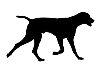 363x240 Weimar Pointer Photos, Royalty Free Images, Graphics, Vectors