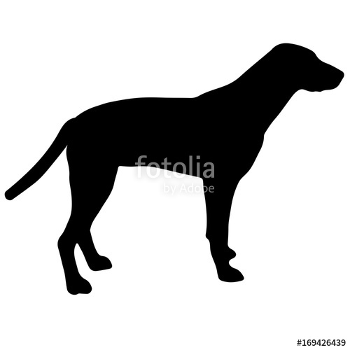 500x500 Black And White Silhouette Of A Dog. Pointer Or Pinscher. Stock