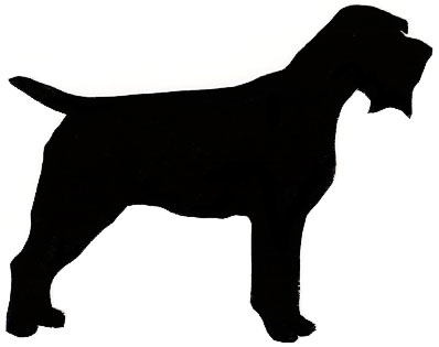 398x315 Scottish Terrier