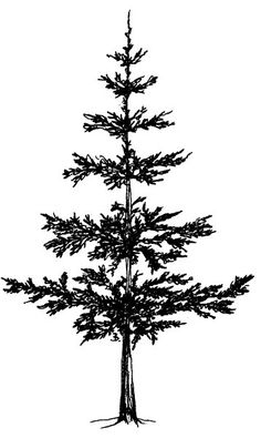 236x395 Pine Trees Collection Royalty Free Cliparts, Vectors, And Stock