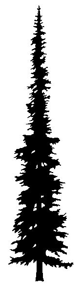 166x600 Ponderosa Pine Tree Silhouette