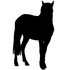 240x240 Pony Silhouette Vector Graphics