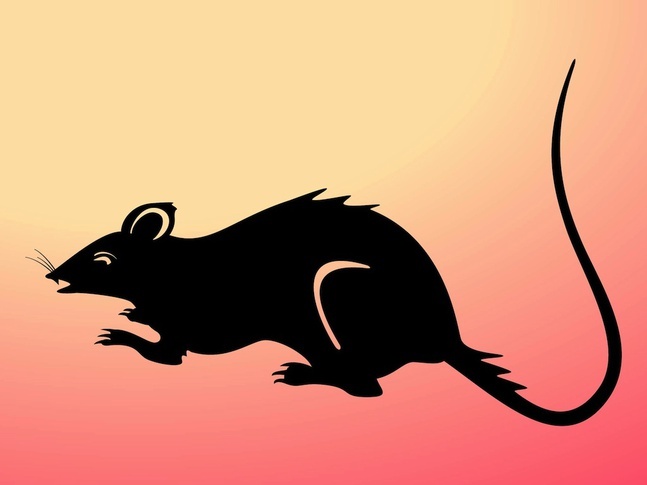 647x485 Rat Vector Vectors, Photos And Psd Files Free Download