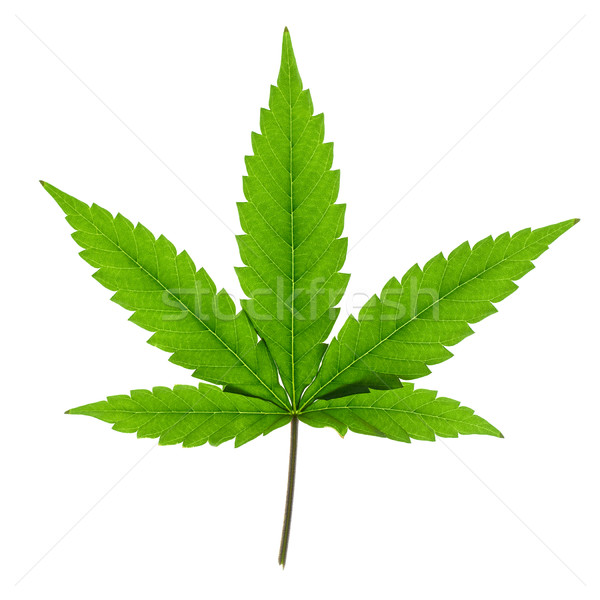 600x600 Cannabis Stock Photos, Stock Images And Vectors Stockfresh