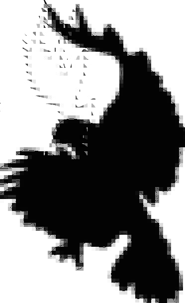 372x609 Eagle, Fowl, Silhouette, Outline, Bird, Falcon, Attack, Wings