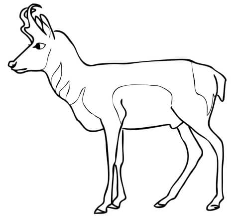 480x443 Pronghorn Antelope Coloring Page Free Printable Coloring Pages