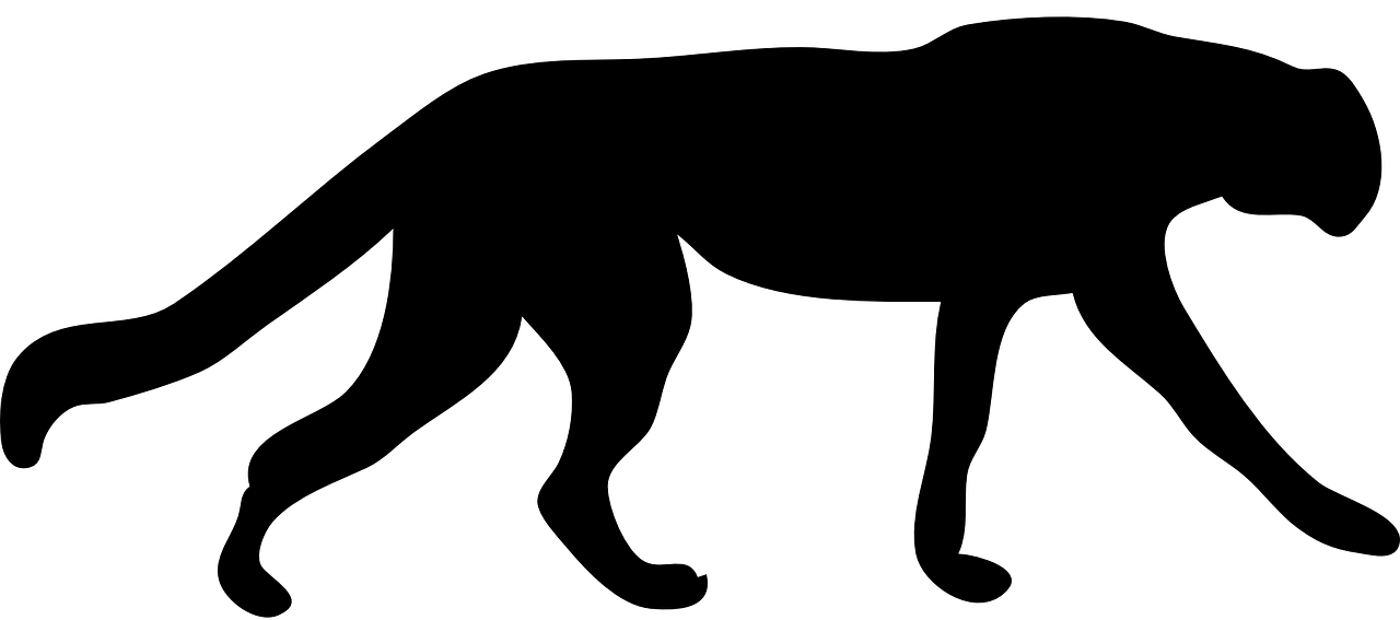 1280x567 Pasadena Pumas Track Amp Field Club