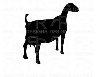 340x270 Goat Show Card Etsy