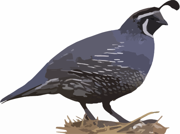 600x446 California Quail Clip Art