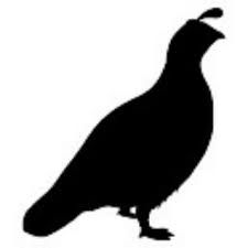 225x225 California Quail Silhouette Postcard Quails, Silhouettes