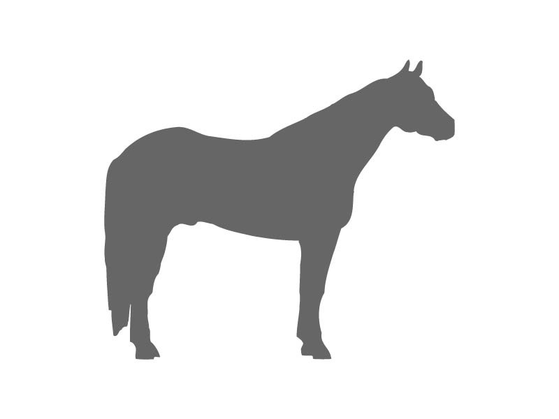 800x600 Quarter Horse Stencil