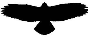 300x128 Raptor Silhouettes!