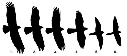500x220 West County Hawkwatch Raptor Research Group Silhouette Drill