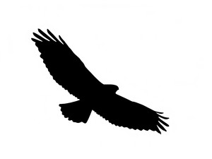 300x225 Raptor Royalty Free Photos And Vectors