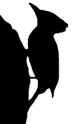 236x407 Rat Silhouette Clip Art. Download Free Versions Of The Image