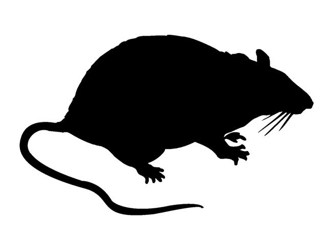 654x480 Rat Silhouette Decal Sticker