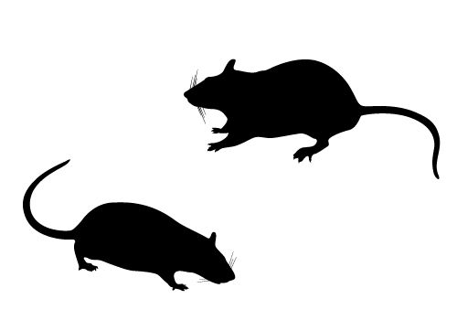 500x350 Rat Silhouette Vector Free Download Silhouette Clip Art