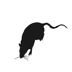 250x250 Rat Silhouette Rodents Rats, Silhouettes And Cricut
