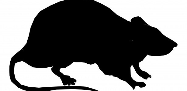 615x300 How Do I Know If I Have Roof Rats