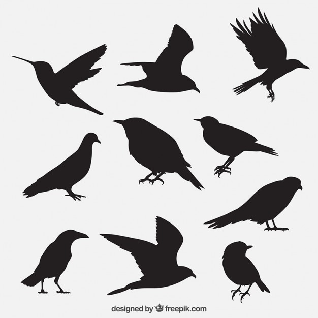 626x626 Raven Vectors, Photos And Psd Files Free Download