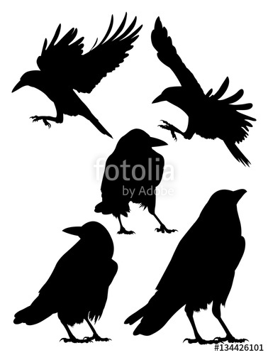 378x500 Rook, Crow, Raven Birds Silhouette. Good Use For Symbol, Logo
