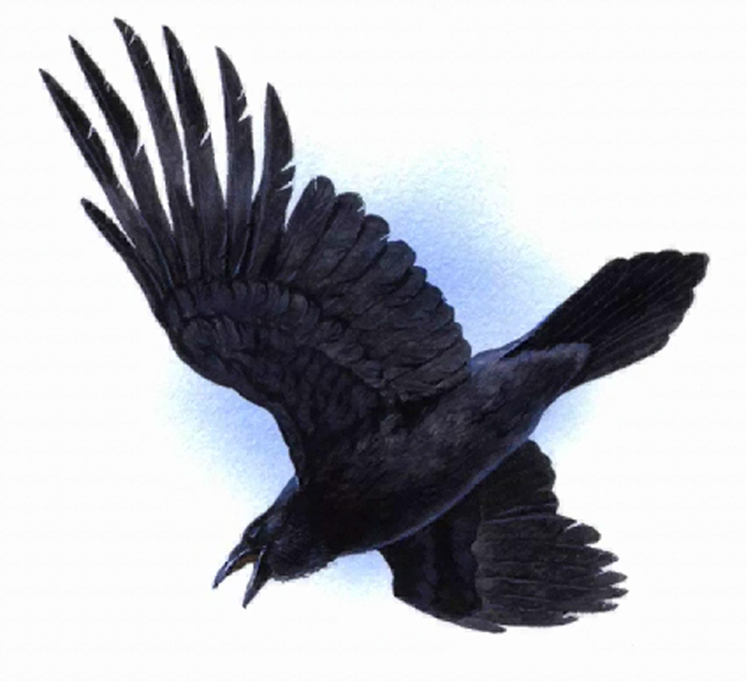 1064x977 Top 81 Raven Clipart