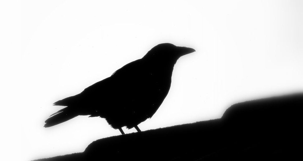 973x518 Raven Silhouette Clipart