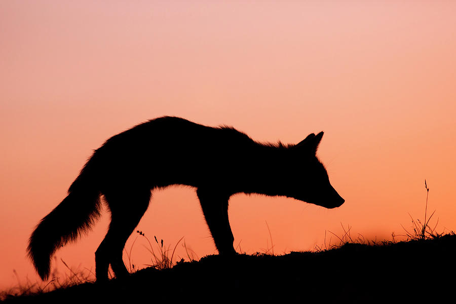 900x600 Red Fox Silhouette At Sunset Photograph By Roeselien Raimond