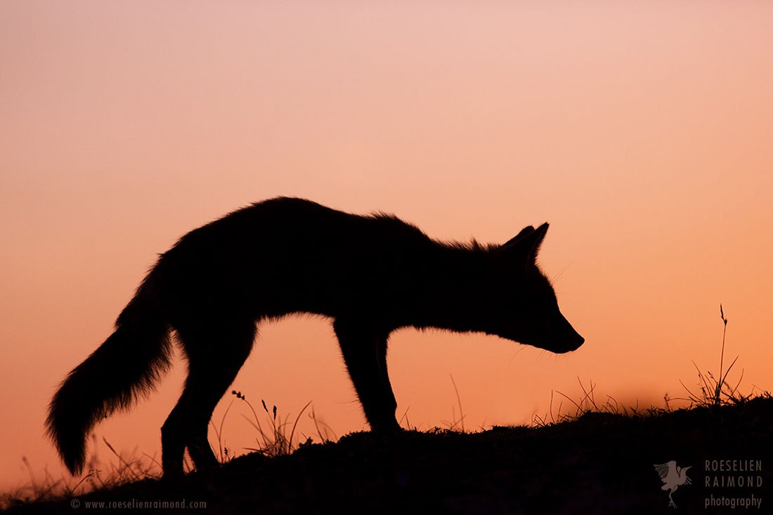 1100x733 Red Fox Silhouette Sunset Roeselien Raimond Nature Photography