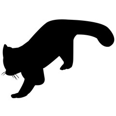 240x240 Search Photos Raccoon Like