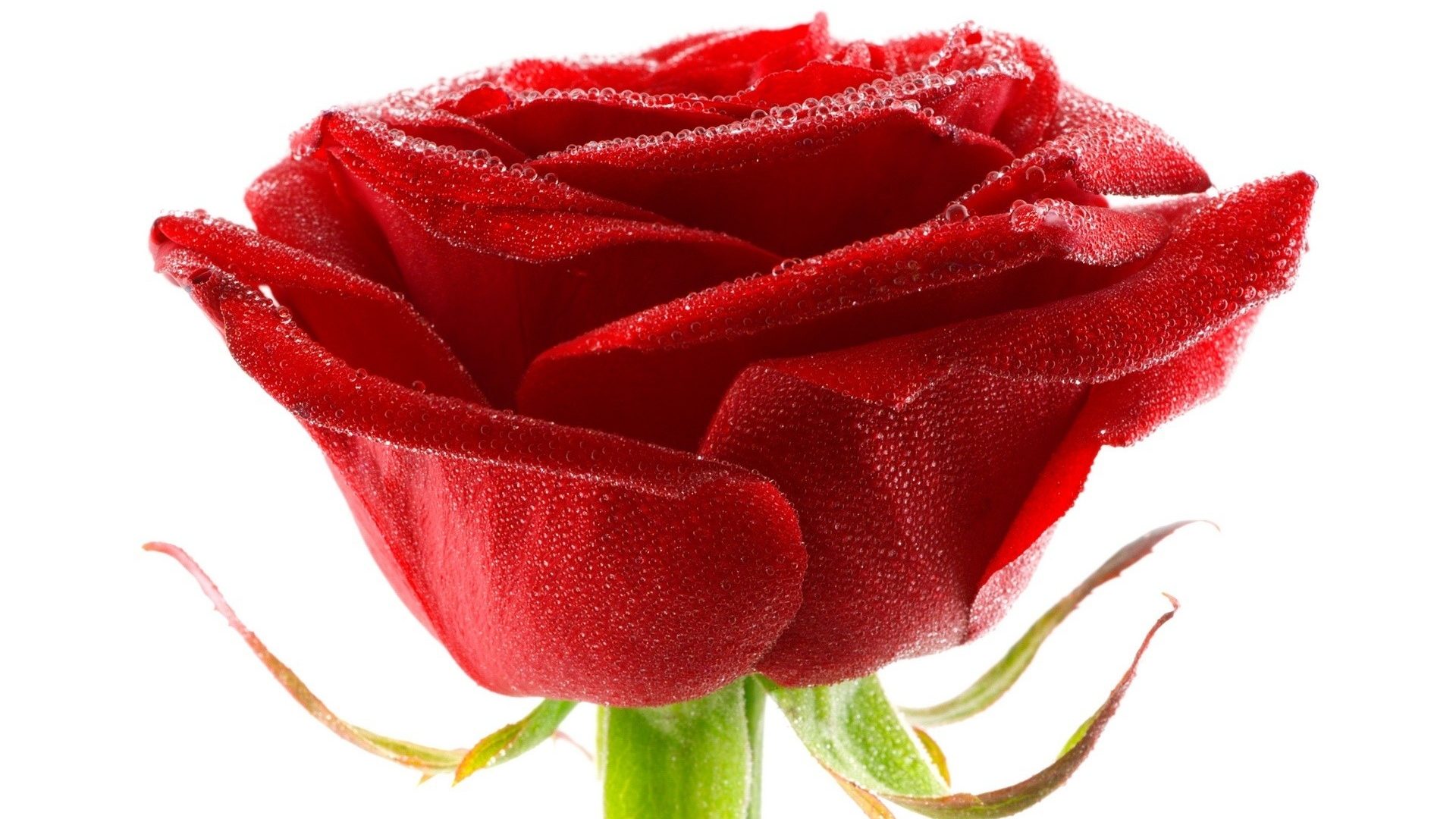 1920x1080 384x240 Wallpapers Page 1902 Sunset Waters Crystalline Sea Trees