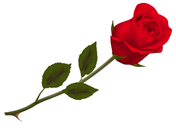 600x439 Transparent Beautiful Red Rose Png Pictureu200b Gallery Yopriceville