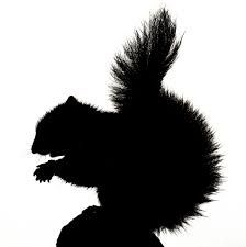 224x225 Squirrel Silhouette Squirrels In Black Silhouettes