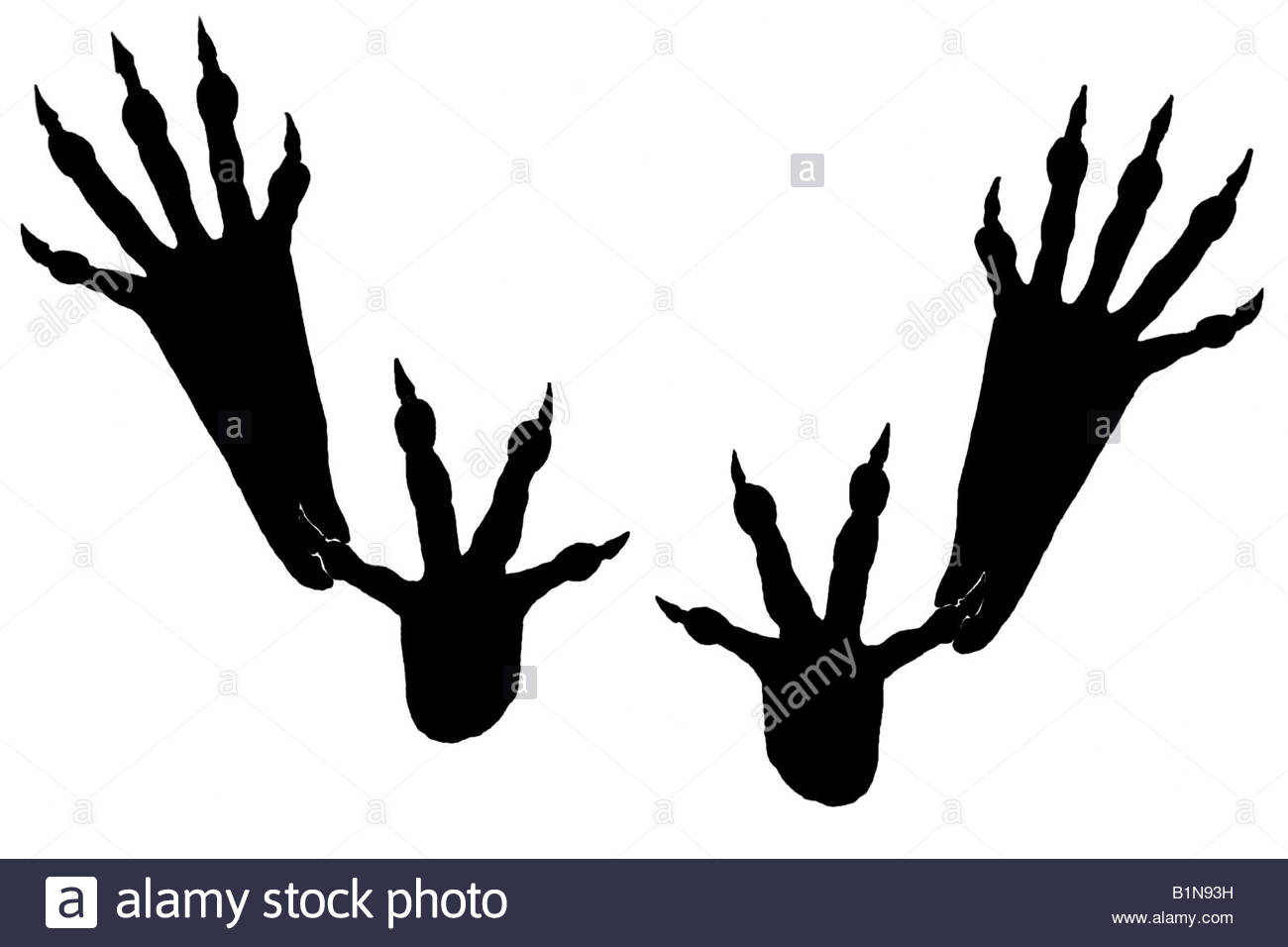 1300x956 Red Squirrel (Sciurus Vulgaris), Footprints, Drawing Stock Photo