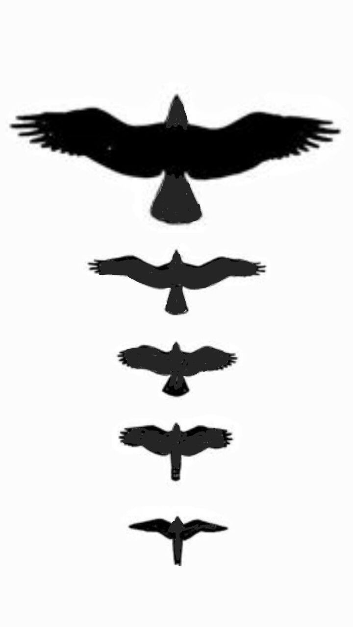 720x1280 Forearm Tattoo Of Eagle, Osprey, Red Tailed Hawk, Goshawk,