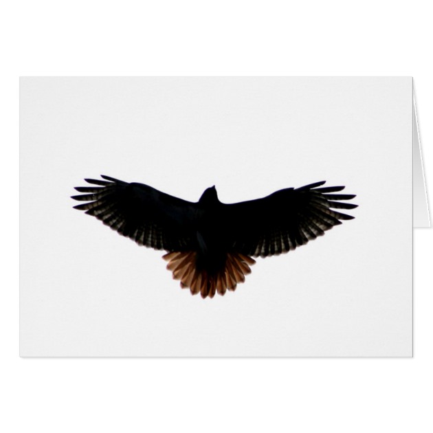 630x630 Red Tailed Hawk Card