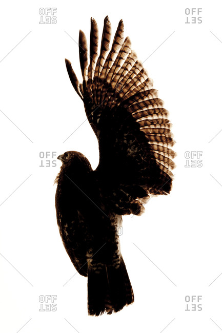 433x650 Buteo Jamaicensis Stock Photos