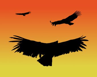 340x270 Digital Download Red Tailed Hawk Infographic Poster